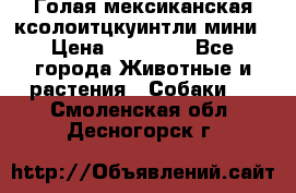 Голая мексиканская ксолоитцкуинтли мини › Цена ­ 20 000 - Все города Животные и растения » Собаки   . Смоленская обл.,Десногорск г.